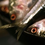040109SushiDenMP115 040109SushiDenMP115